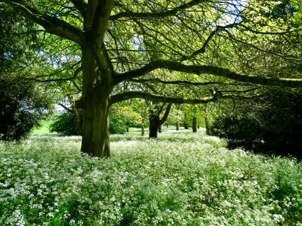 istock A forest scene in the English countryside 1321554895