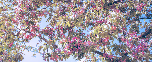 Blossoming cherry branches against the blue sky.