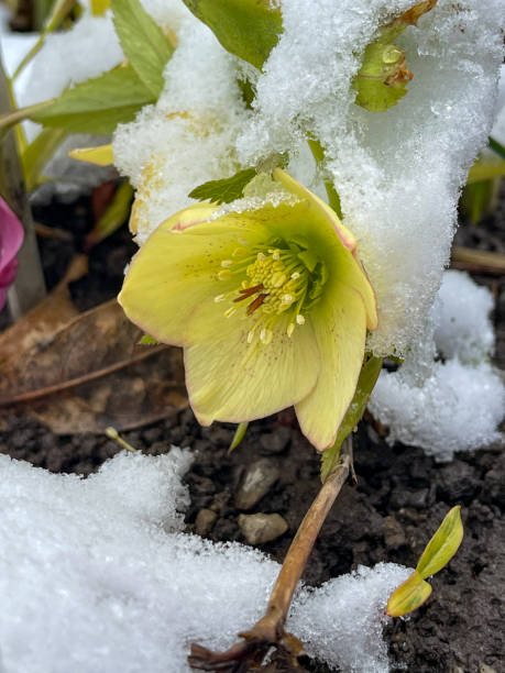 fiore di helleborus thibetanus in fiore con neve agli edwards gardens in primavera, toronto, canada - landscaped spring canada footpath foto e immagini stock