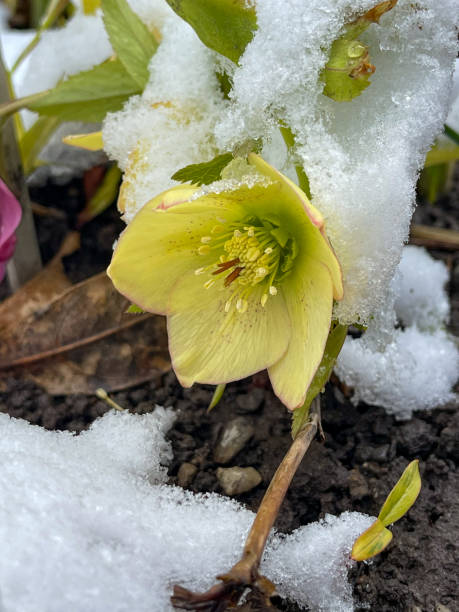 カナダ・トロントの春のエドワーズ・ガーデンズで雪が降るヘレボルス・チベタヌスの花 - landscaped spring canada footpath ストックフォトと画像