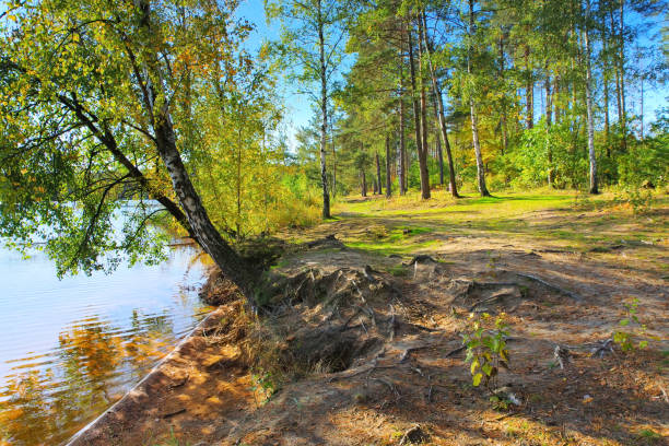 istock Senftenberg Lake beach, Lusatian Lake District 1321556430