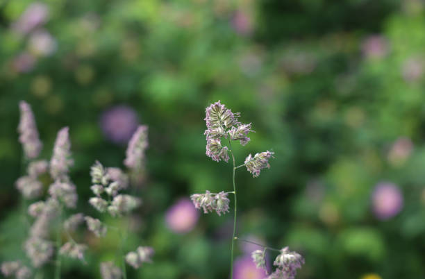 istock Uncultivated Grass on a Green Belt in Canada 1321556940