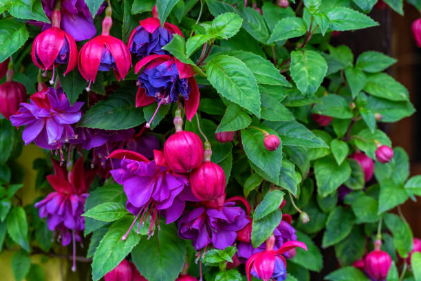 Detail of the flowering of a Fuchsia triphylla plant Detail of the flowering of a Fuchsia triphylla plant fuchsia flower photos stock pictures, royalty-free photos & images