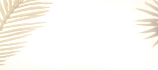 istock Leaf shadow summer background. Plant leaf shadows on white wall in abstract tropical sunlight texture, for overlay on product presentation, backdrop and mockup, sun light seasonal concept. 1321560348