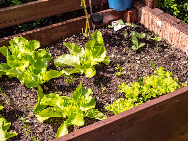 istock Lettuce grows in the cold frame in the garden 1321561124