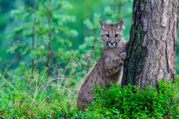 istock The cougar (Puma concolor) in the forest at sunrise. Young beast. 1321562279