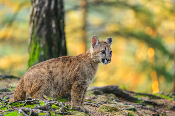 istock The cougar (Puma concolor) in the forest at sunrise. Young beast. 1321562285
