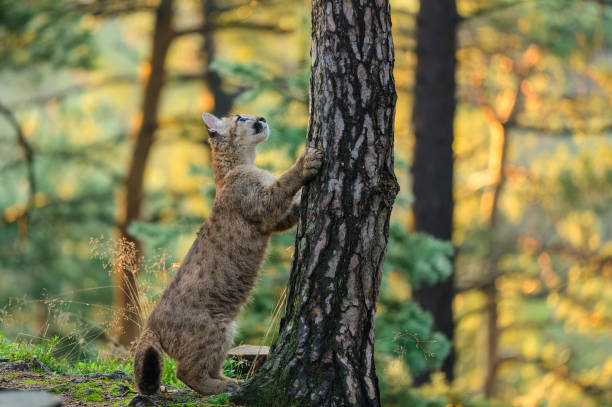 istock The cougar (Puma concolor) in the forest at sunrise. Young beast. 1321562307