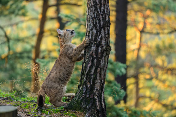 istock The cougar (Puma concolor) in the forest at sunrise. Young beast. 1321562312