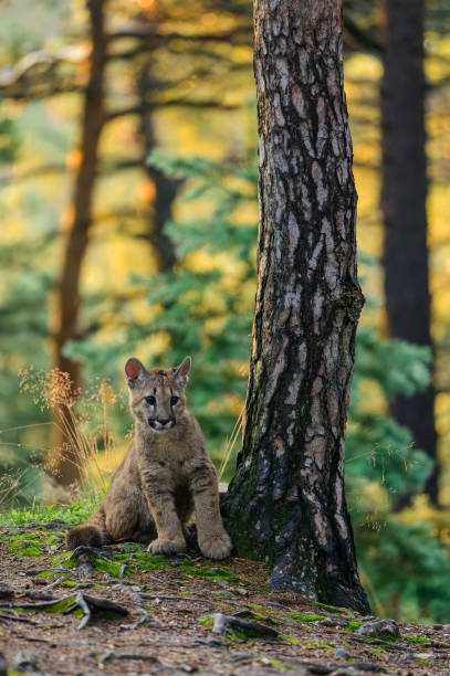 istock The cougar (Puma concolor) in the forest at sunrise. Young beast. 1321562317