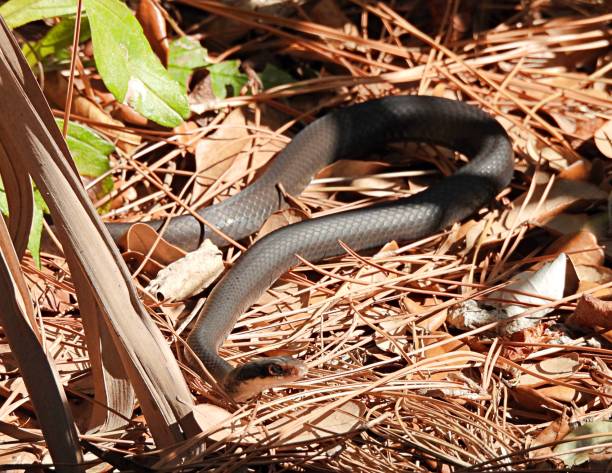 istock Southern Black Racer Snake (Coluber constrictor priapus) moving on leaves and pine needles 1321562327