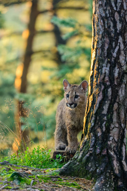 istock The cougar (Puma concolor) in the forest at sunrise. Young beast. 1321562341