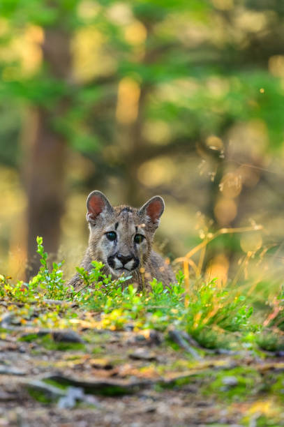 istock The cougar (Puma concolor) in the forest at sunrise. Young beast. 1321562375