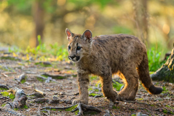 istock The cougar (Puma concolor) in the forest at sunrise. Young beast. 1321562376