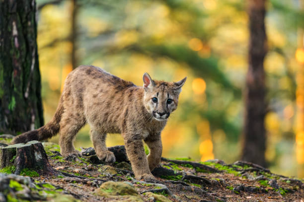 istock The cougar (Puma concolor) in the forest at sunrise. Young beast. 1321562403
