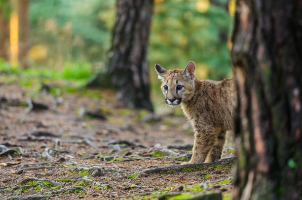 istock The cougar (Puma concolor) in the forest at sunrise. Young beast. 1321562408