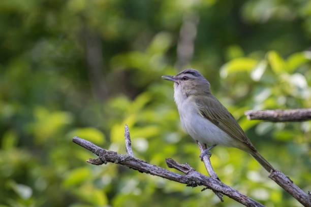 istock The red-eyed vireo 1321562580