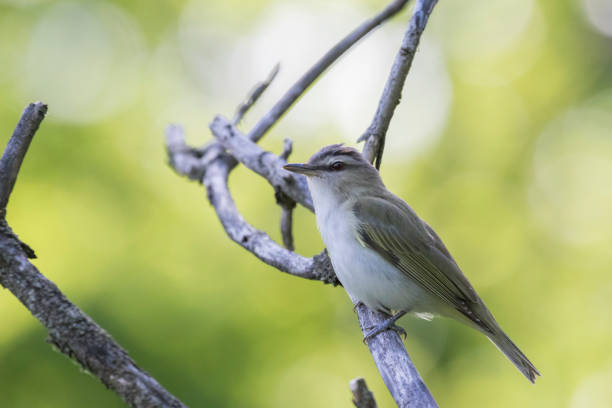 istock The red-eyed vireo 1321562585