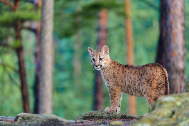istock The cougar (Puma concolor) in the forest at sunrise. Young beast. 1321562754