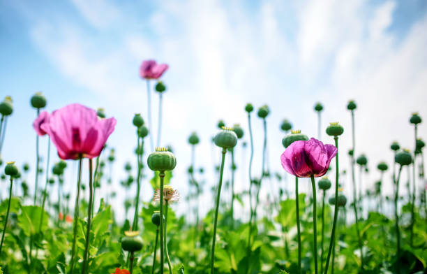 istock Poppy field. Agricultural concept 1321563888