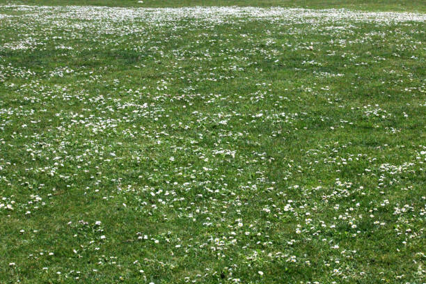 istock Grassy Field with Wild Daisies 1321564022