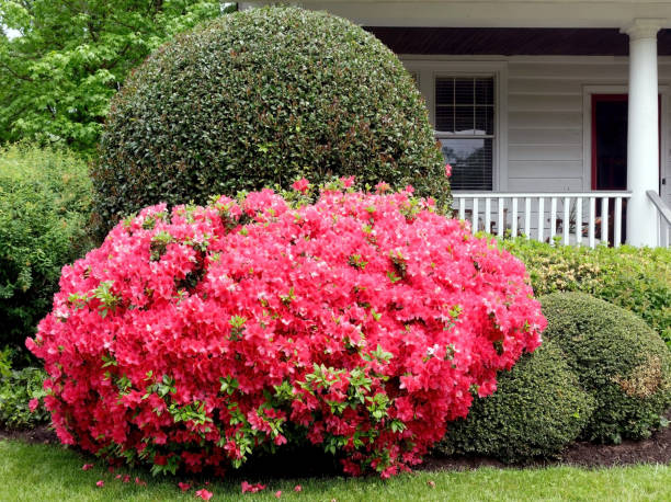 istock azalea and red tip photinia 1321564387