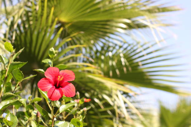 bright hibiscus flower on a blurry palm leaves background. - hibiscus imagens e fotografias de stock