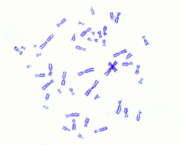 Human karyotype Human karyotype, light micrograph. Human chromosomes stained with Giemsa (G bands). chromosome photos stock pictures, royalty-free photos & images