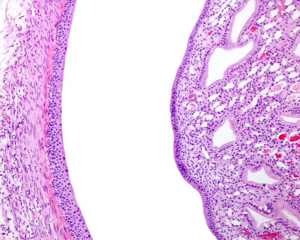 Kidney. Renal papilla and kidney pelvis Kidney. Renal papilla and kidney pelvis. Calyx of the renal pelvis(left) lined by transitional epithelium (urothelium). Outside the mucosa, a layer of smooth muscle cells can be seen. On the right, the papilla of the renal pyramid emptying into a minor calyx. The papilla has large papillary ducts of Bellini. urothelium stock pictures, royalty-free photos & images