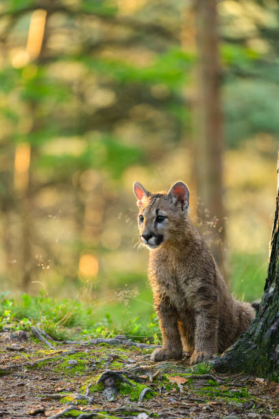 istock The cougar (Puma concolor) in the forest at sunrise. Young beast. 1321565637