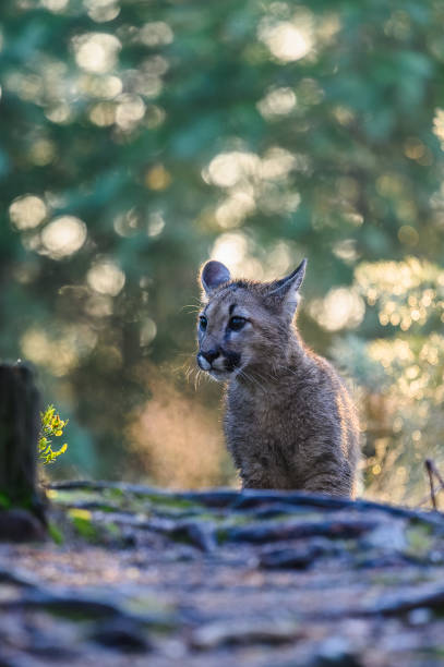 istock The cougar (Puma concolor) in the forest at sunrise. Young beast. 1321565648