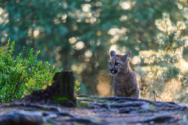 istock The cougar (Puma concolor) in the forest at sunrise. Young beast. 1321565650