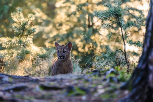 istock The cougar (Puma concolor) in the forest at sunrise. Young beast. 1321565654