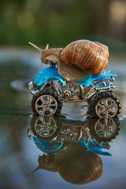 istock A large snail on a blue toy ATV is reflected in the water. 1321565831