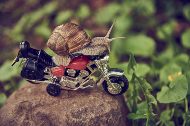 A garden snail on a toy motorcycle on a rock.