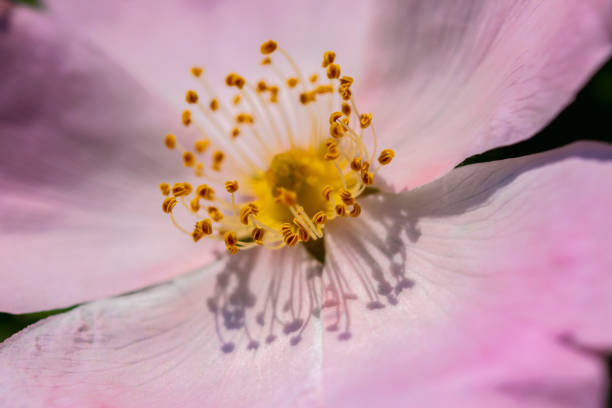 istock Close up of pink white leather leaf rose 1321567113