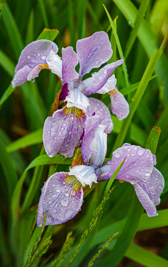Rain drops cling to the petals of a small pair of blue iris flowers in a Cape Cod garden on an early June morning.