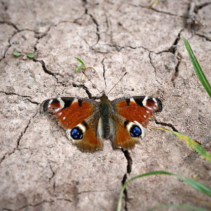 A day peacock on a dried-up field soil in summer