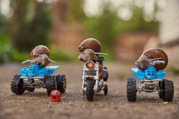 Three large garden snails sit on a toy motorcycle and quad bikes .