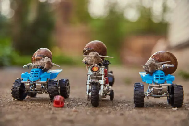 Photo of Three large garden snails sit on a toy motorcycle and quad bikes .