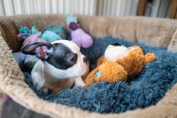 Cute puppy black and white Boston Terrier in a soft comfortable bed with a teddy bear and other soft toys.