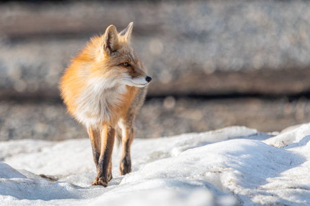 istock Wild red fox seen in natural environment snow 1321568659
