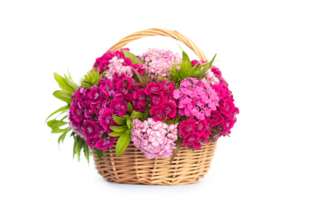 Sweet William Flowers Sweet William Flowers  in basket on white background carnation flower photos stock pictures, royalty-free photos & images