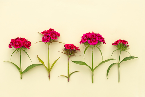 Sweet William Flowers  on yellow background