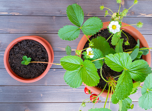 Strawberry stolon. Gardening, strawberry plant in garden pot. Vegetative multiplication. Stolon also known as runners.