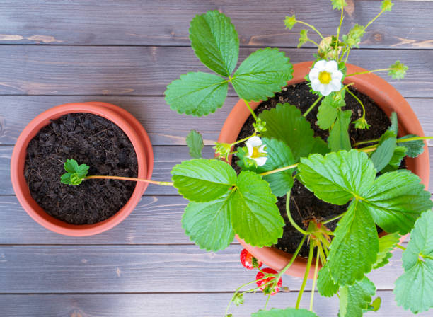 strawberry stolon. gardening, strawberry plant in garden pot. vegetative multiplication. stolon also known as runners. - strawberry plant imagens e fotografias de stock