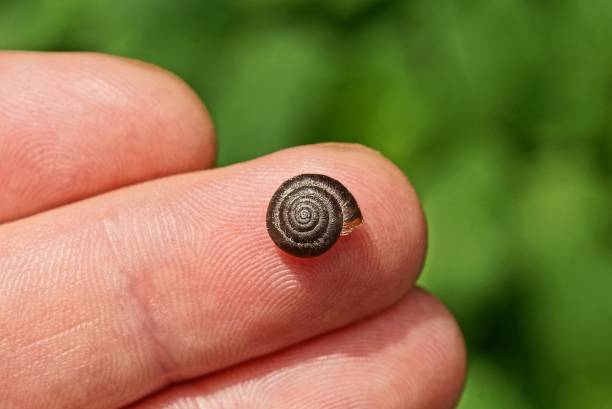 istock one small brown snail lies on a finger 1321572630