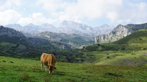 Photo of Valley with high mountains, green grass and a cow