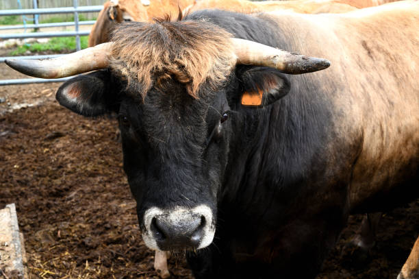 istock Massive black bull in a ffrench farm 1321580955