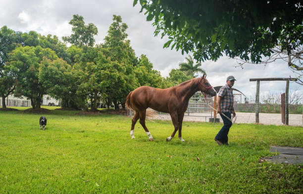 istock Rancher pulling horse in the backyard Florida 1321582610